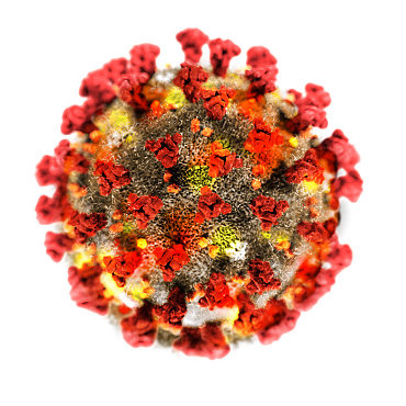 Corona Virus